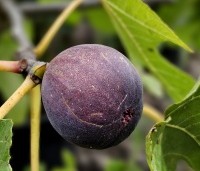 Ficus carica 'Brown Turkey' - Vijg 'Brown Turkey' - 1