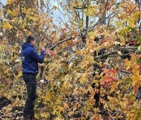 Liquidambar styraciflua - Amberboom - 3