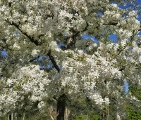 Malus toringo 'Brouwers Beauty' - Sierappel 'Brouwers Beauty' - 3