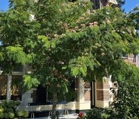 Albizia julibrissin - Perzische slaapboom - augustus 2025