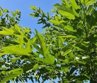 Morus alba 'Macrophylla' - Witte moerbei - 3