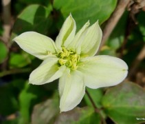 Clematis 'So many white flowers'