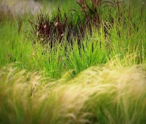 De Miscanthus en andere siergrassen laten zich prima combineren en geven ook in de winter veel sfeer aan uw tuin