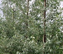 Elaeagnus 'Zempin'