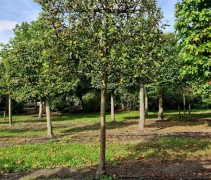 Malus domestica 'Cox d' Orange Pippin'  lei