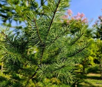 Pseudotsuga Menziesii