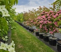 Cornus kousa 'Scarlet Fire' - Japanse kornoelje - 1