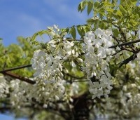 Wisteria brachybotrys 'Shiro Kapitan' - Witte regen - 1