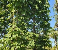 Acer campestre - Veldesdoorn - 1