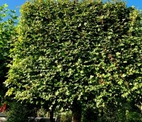 Acer campestre - Veldesdoorn - 2