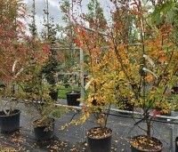 Lagerstroemia indica 'Benoit' - Paarsrode Indische Sering - 2