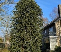 Araucaria araucana - Apenboom, slangenden - 2