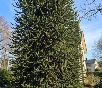 Araucaria araucana - Apenboom, slangenden - 1