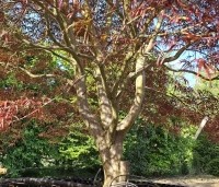 Acer palmatum 'Atrolineare' - Japanse esdoorn 'Atrolineare' - 4
