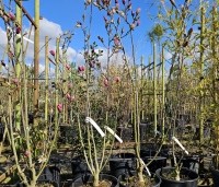 Magnolia 'Starburst' - Magnolia 'Starburst' - 3