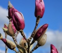 Magnolia 'Starburst' - Magnolia 'Starburst' - 4