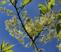 Chionanthus virginicus - Chionanthus virginicus - 1