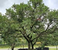 Osmanthus x burkwoodii - Schijnhulst - 3