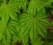 Acer palmatum 'Recticulatum'