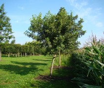 Alnus glutinosa knotvorm 35-40