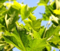 Blad Platanus hispanica