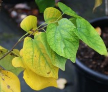 Cercis Chinensis 'Shirobana'