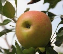Malus domestica 'James Grieves'