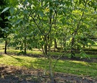 Juglans regia 'Buccaneer' - Walnoot - 2