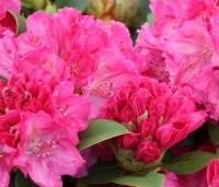 Rhododendron 'Germania' - Rhododendron 'Germania' - 1