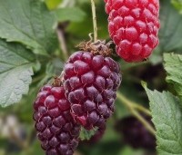 Rubus 'Loganberry' - Loganbes - 1