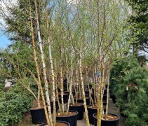 Betula pendula meerstam op kwekerij ten Hoven Apeldoorn