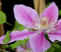 Clematis Dr Ruppel klimplant moet met de voet van de plant in de schaduw staan