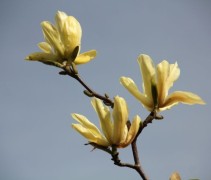 Magnolia 'Goldstar' bloemen