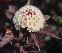 Physocarpus opulifolius 'Diabolo' - Blaasspiraea 'Diabolo' - 3
