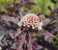 Physocarpus opulifolius 'Diabolo' - Blaasspiraea 'Diabolo' - 2
