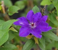 Clematis 'The President' - Bosrank 'The President' - 1