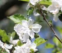 Malus domestica 'Schone van Boskoop'