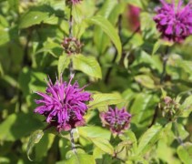 Monarda Prairienacht