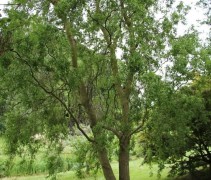 Salix babylonica 'Tortuosa'