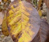 Magnolia soulangeana 'Sundew' - Magnolia 'Sundew' - herfst