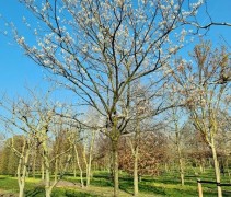 Amelanchier lamarckii hoogstam boom