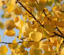 Populus tremula