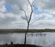 Salix x sepulcralis 'Tristis' aangeplant door Ten Hoven Bomen in Heeg.
