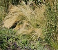Stipa tenuissima 'Ponytails' - Vedergras 'Ponytails' - 1