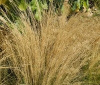 Stipa tenuissima 'Ponytails' - Vedergras 'Ponytails' - 2