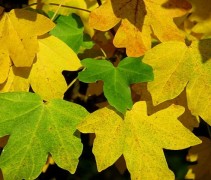 Acer campestre