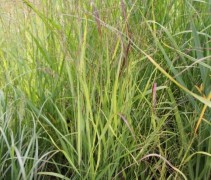 Panicum 'Shenandoah'