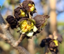 sycoparrotia winterbloei