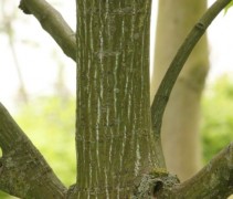 Acer davidii stam