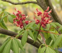 Aesculus pavia